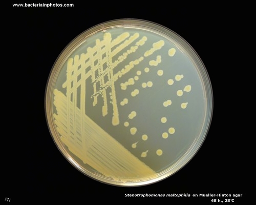 mueller hinton agar stenotrophomonas